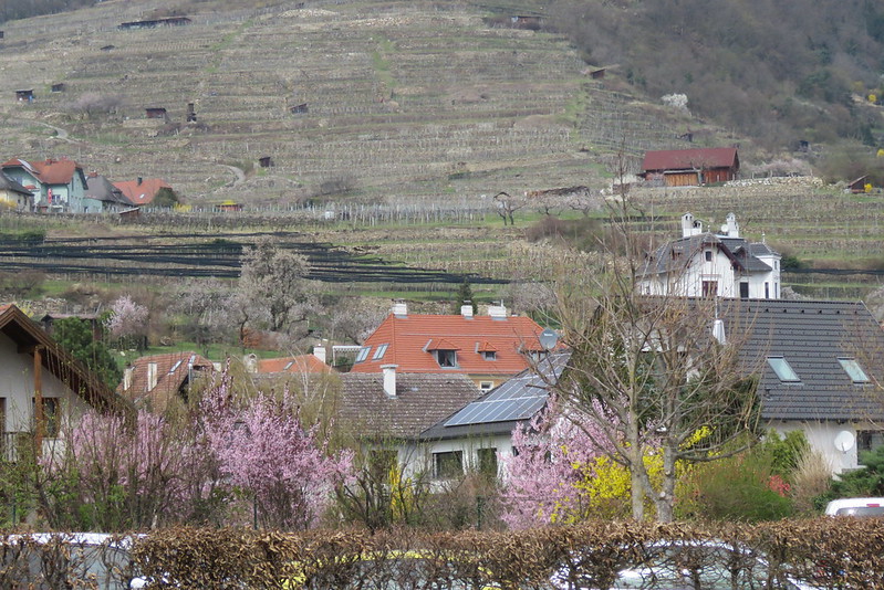 Almond trees spring blooming in Krems