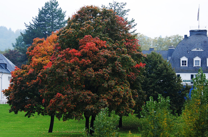 Autumn in Koblenz