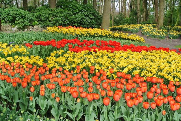 Tulip blooms in Spring at Amsterdam